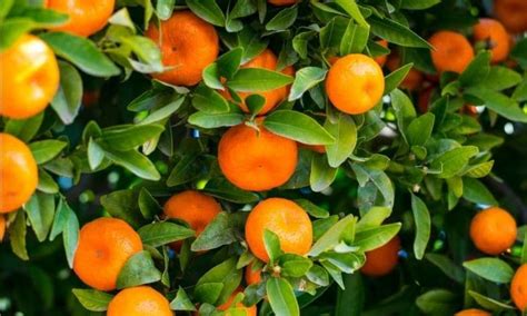 turunçgiller hangi iklimde yetişir